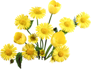 Dandelion PNG-12861